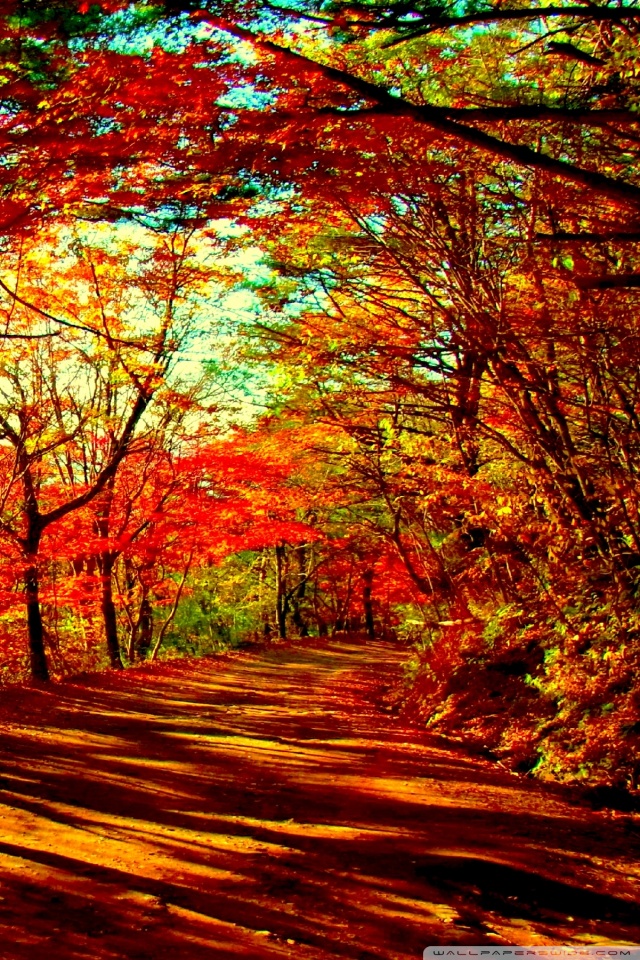 carta da parati caduta,paesaggio naturale,natura,albero,foglia,autunno