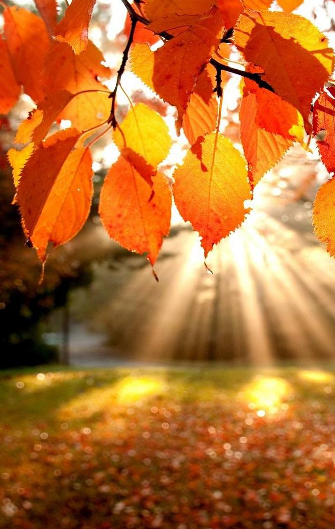 herbst tapete,blatt,natur,baum,natürliche landschaft,orange