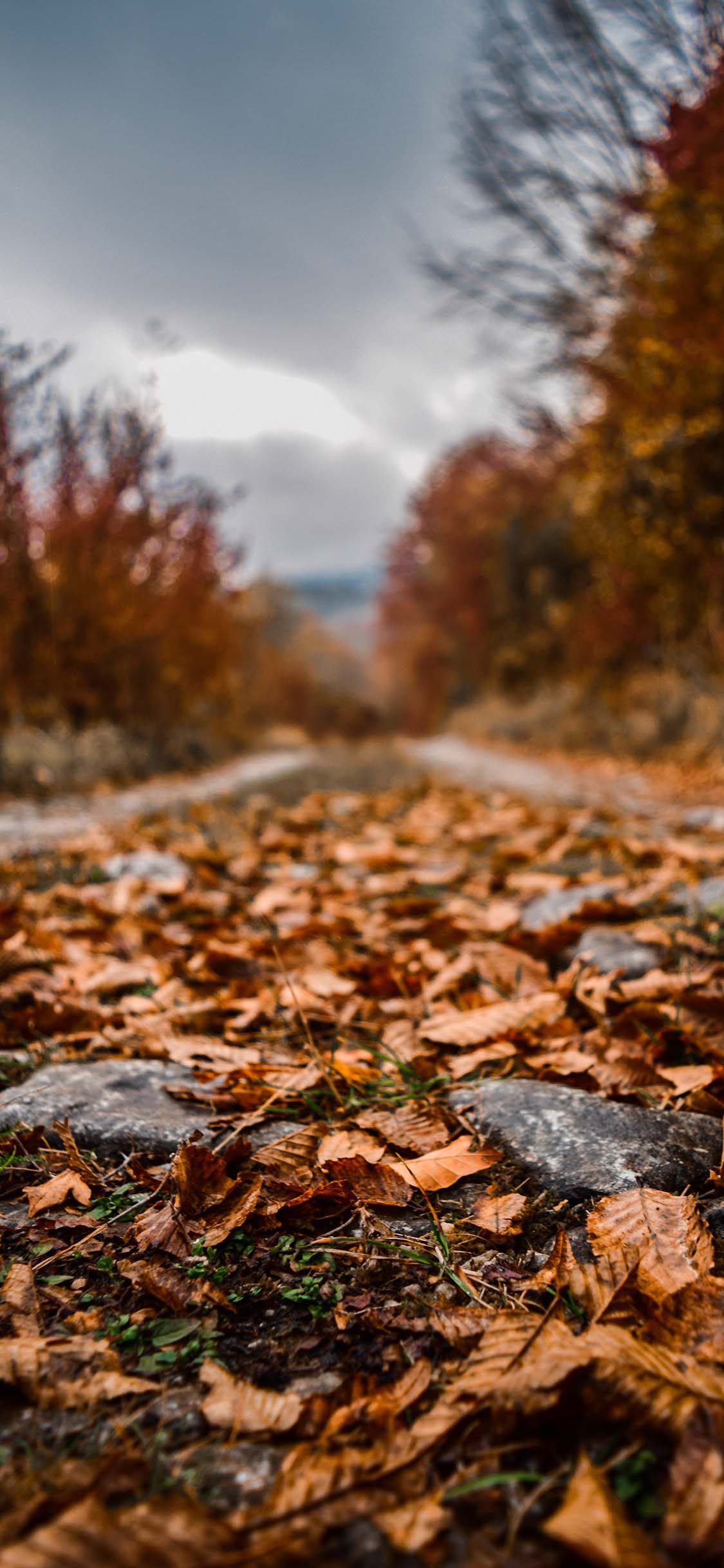 fall wallpaper,nature,natural landscape,leaf,deciduous,autumn