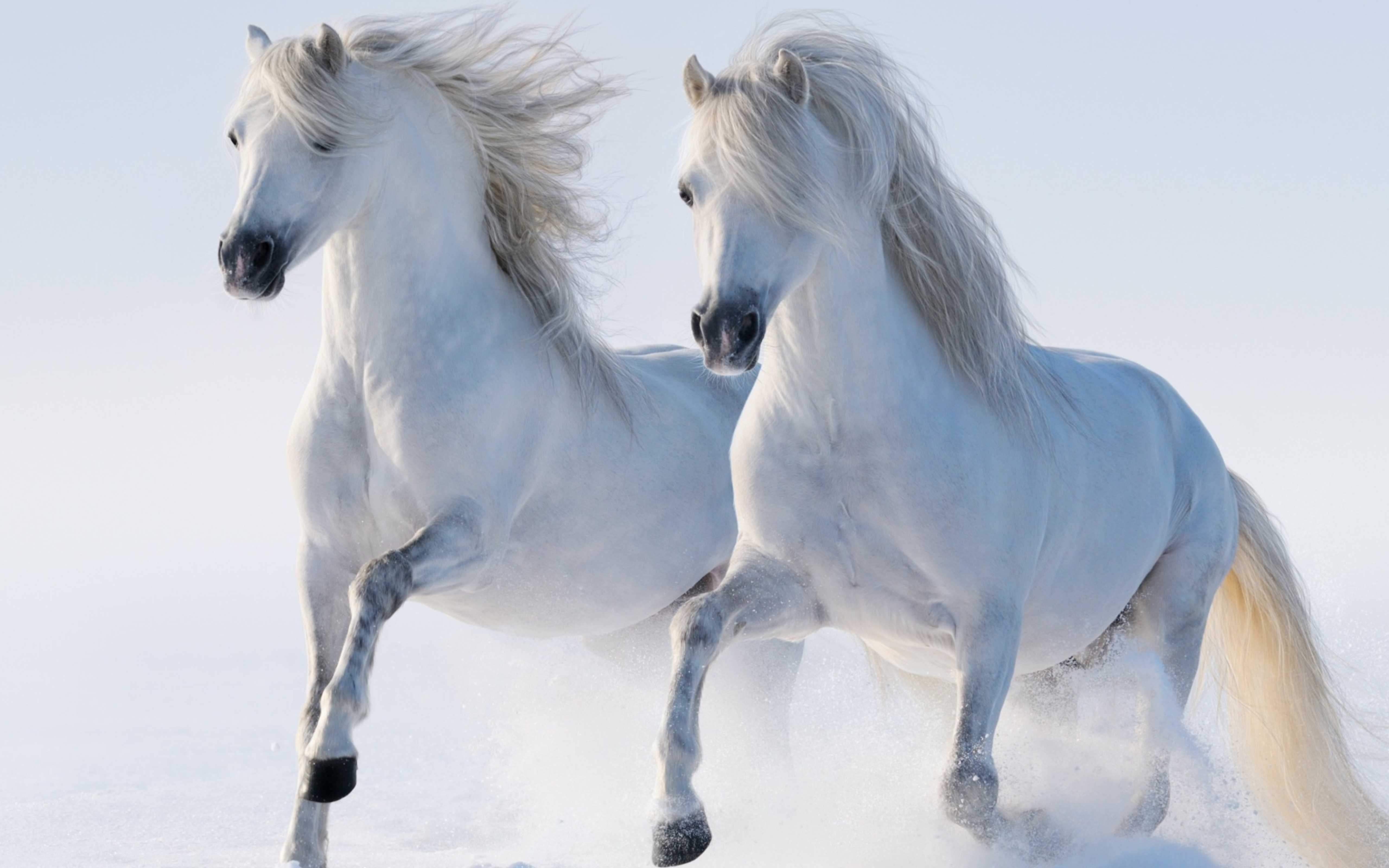 雪の壁紙,うま,たてがみ,種馬,動物の姿,牝馬