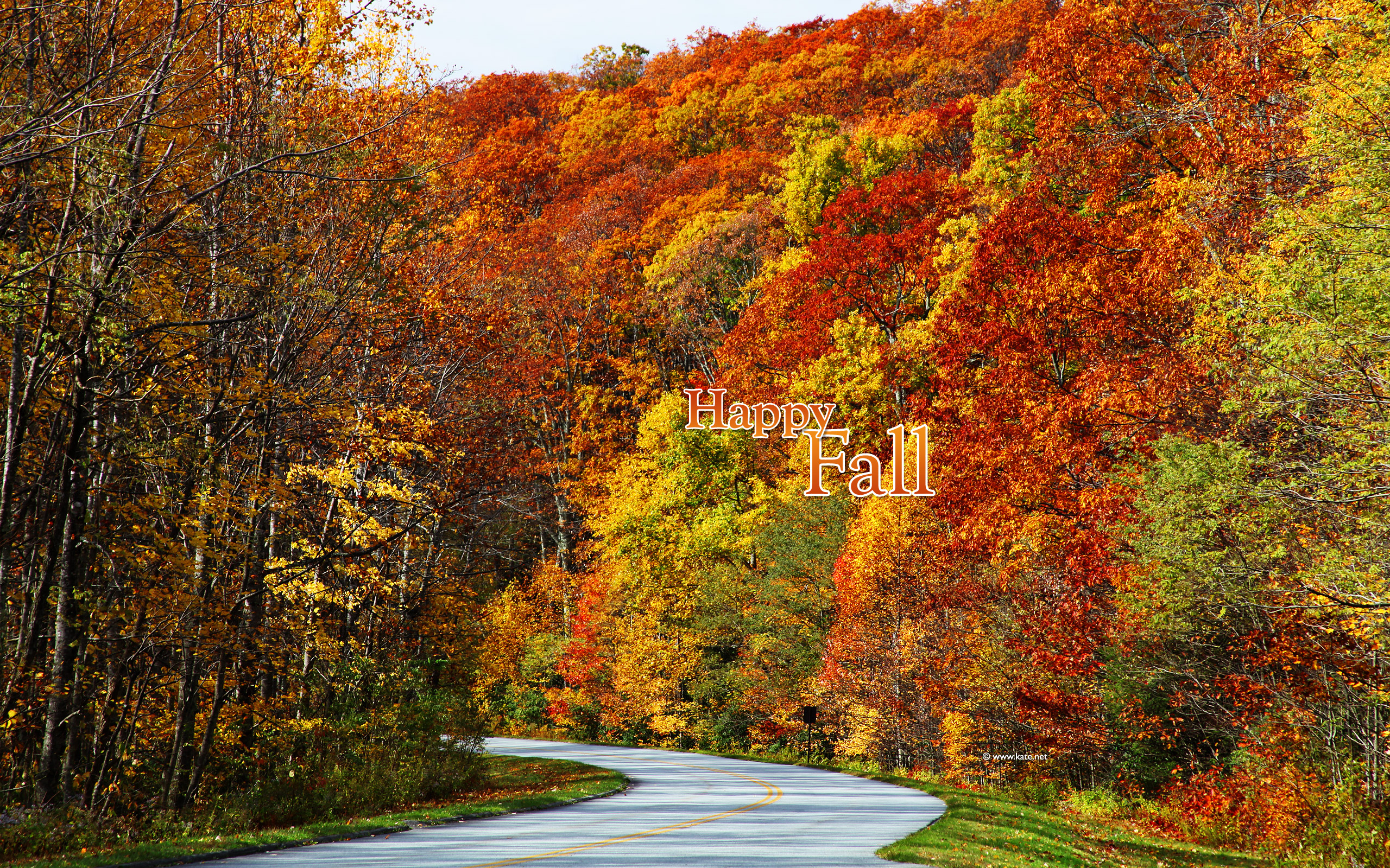 秋の壁紙,自然の風景,木,自然,葉,秋