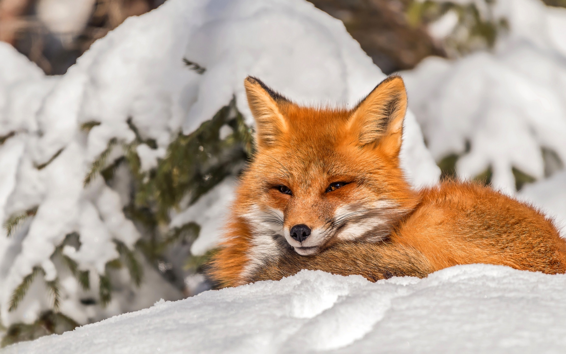 snow wallpaper,mammal,red fox,vertebrate,fox,canidae
