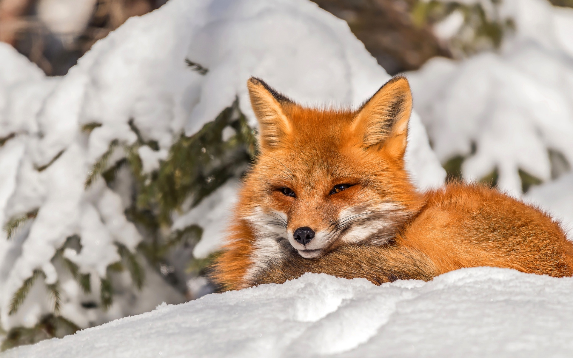 carta da parati neve,volpe rossa,volpe,natura,grugno,barba