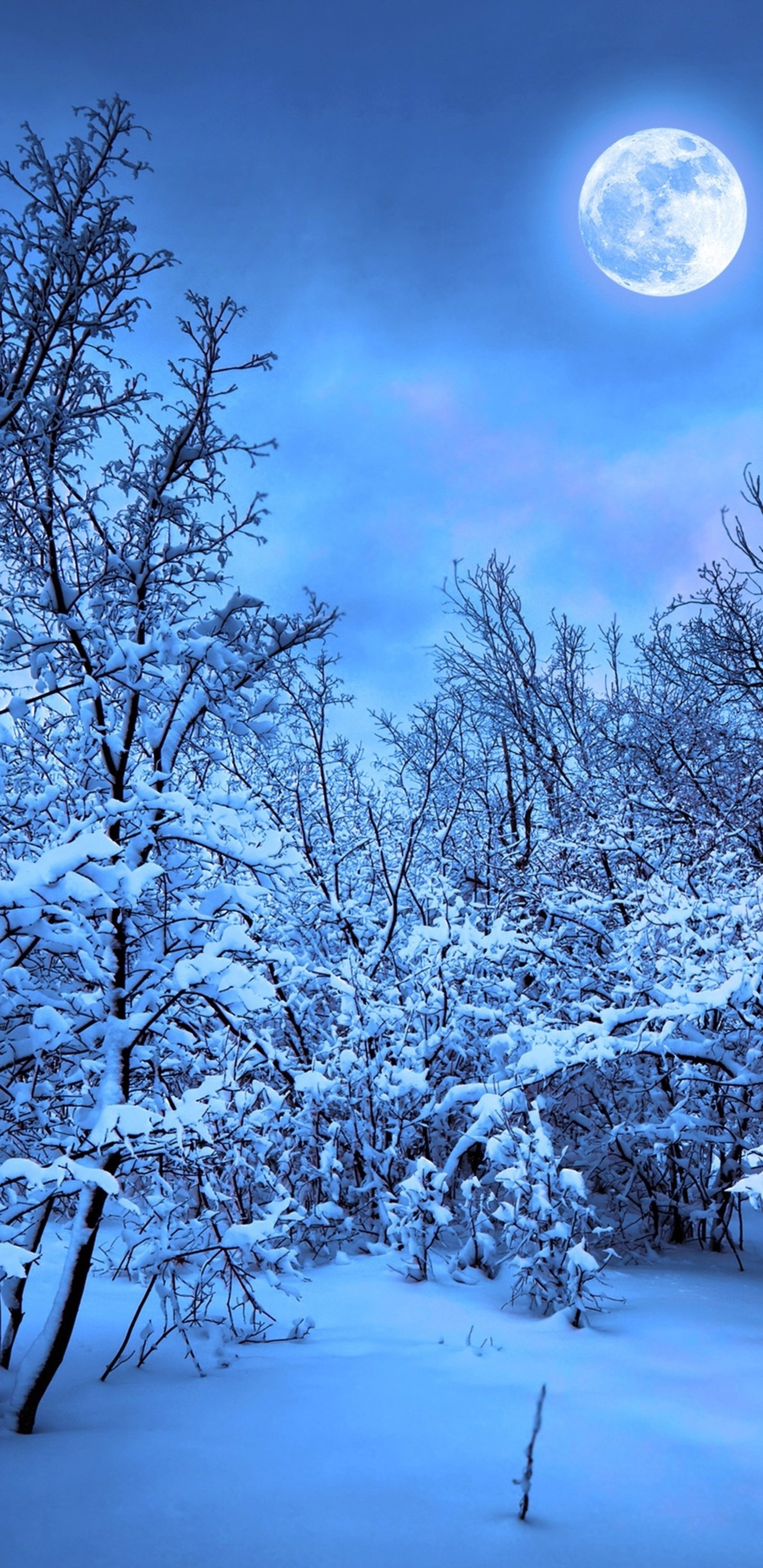 雪の壁紙,冬,雪,自然,青い,木