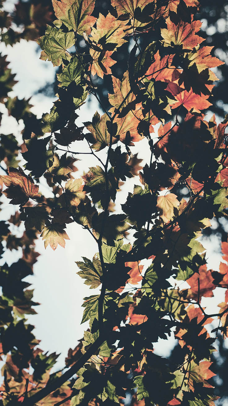 fond d'écran d'automne,feuille,arbre,vêtements,plante,plante ligneuse