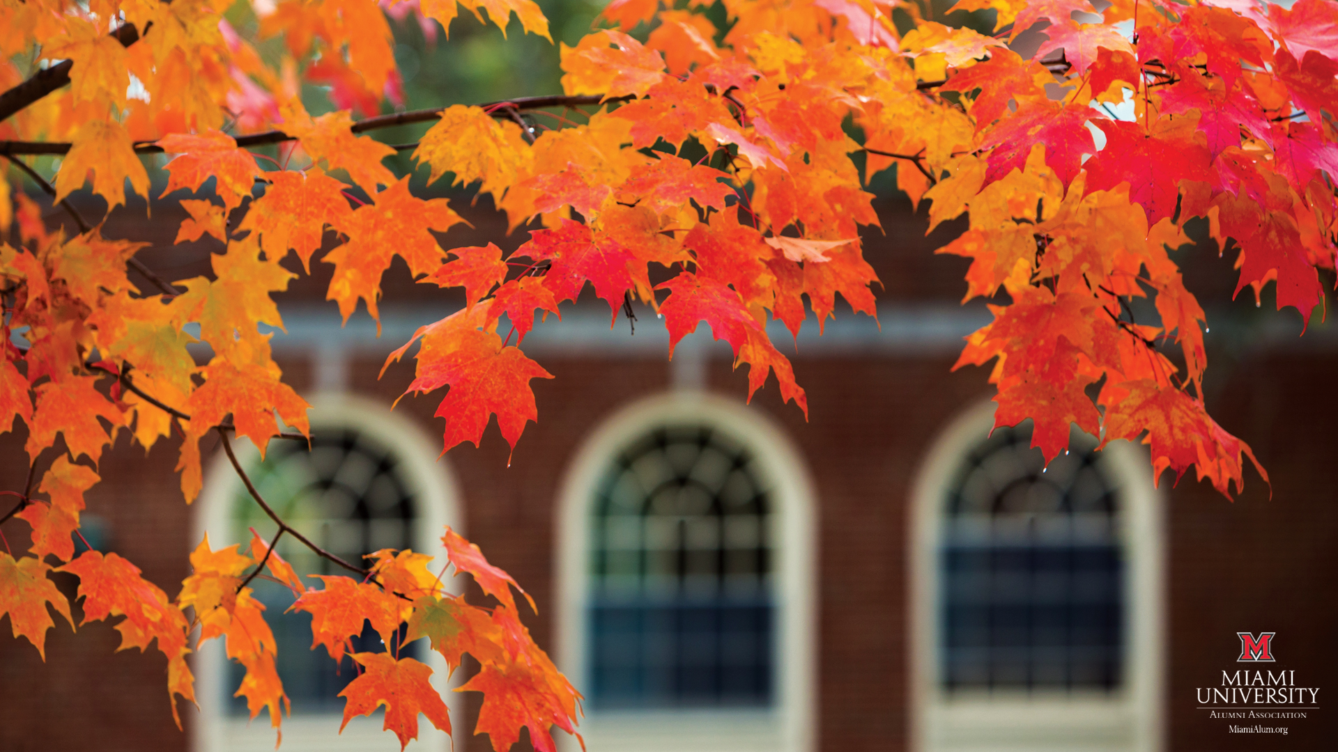 fondo de pantalla de otoño,árbol,hoja,hoja de arce,rojo,arce