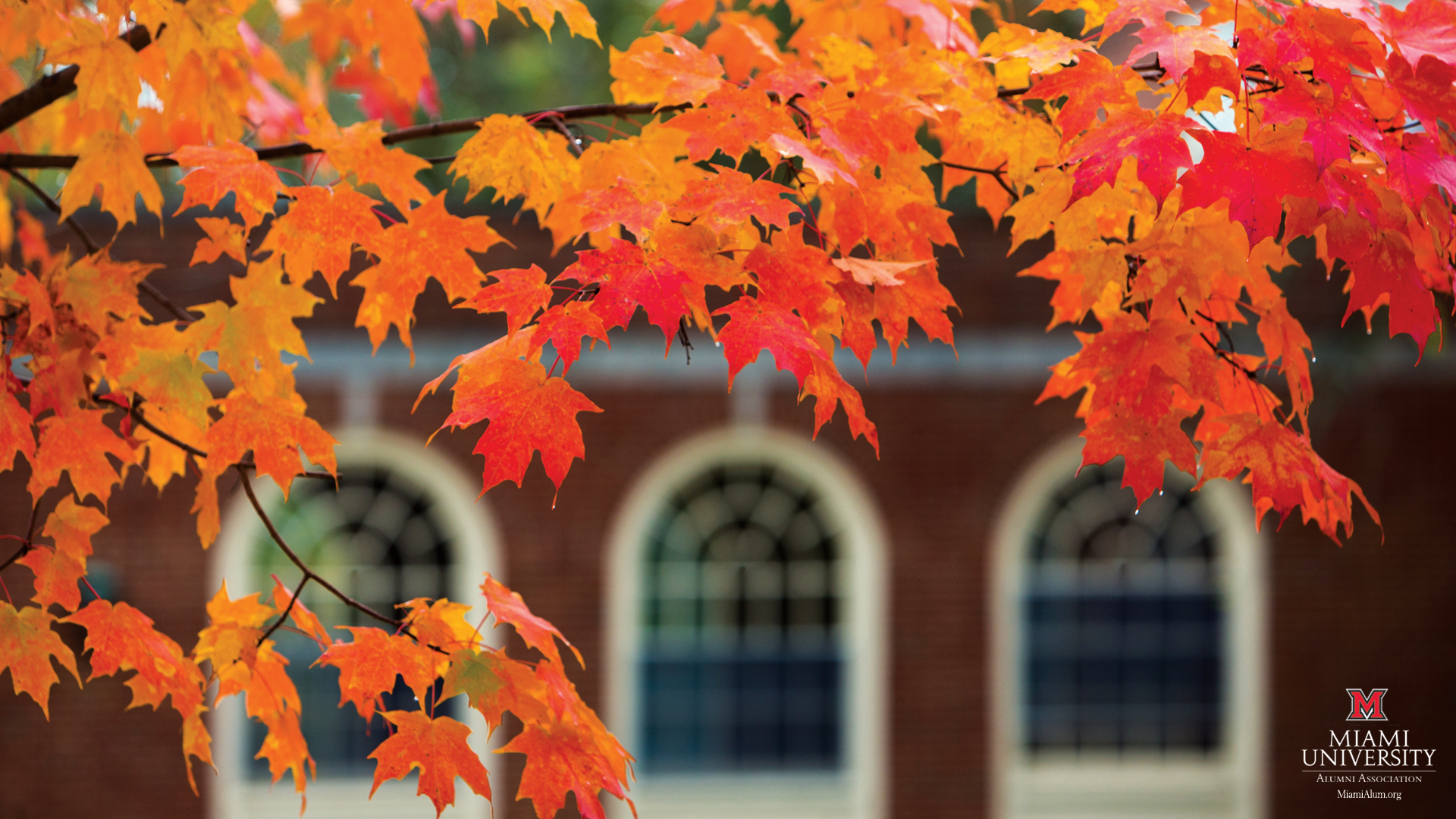 fall wallpaper,tree,leaf,maple leaf,black maple,red