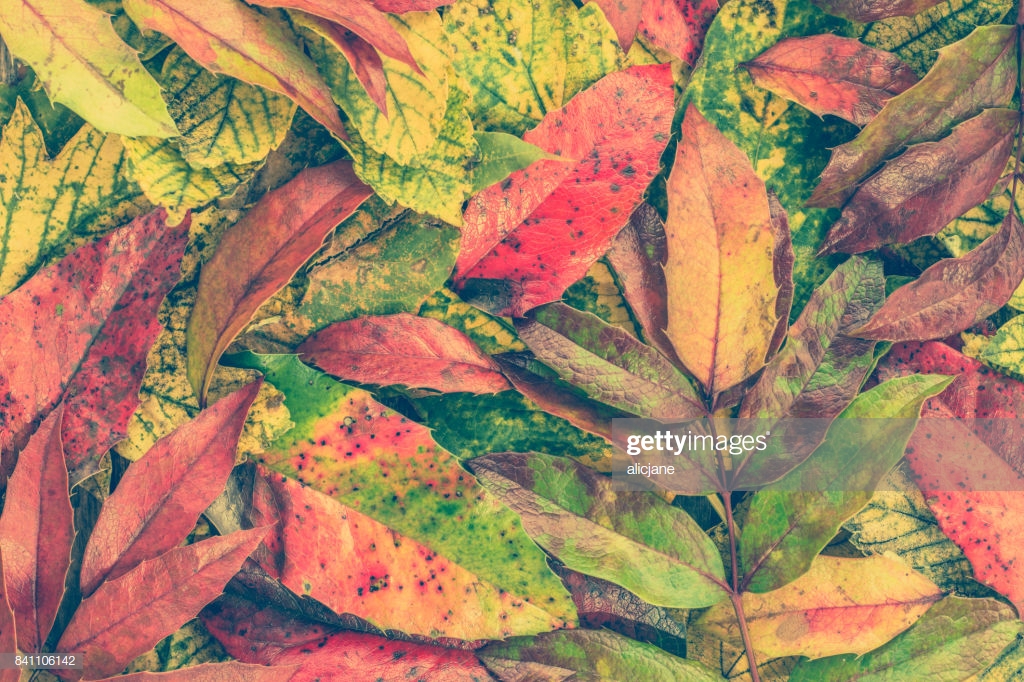 秋の壁紙,葉,水彩絵の具,木,工場,閉じる