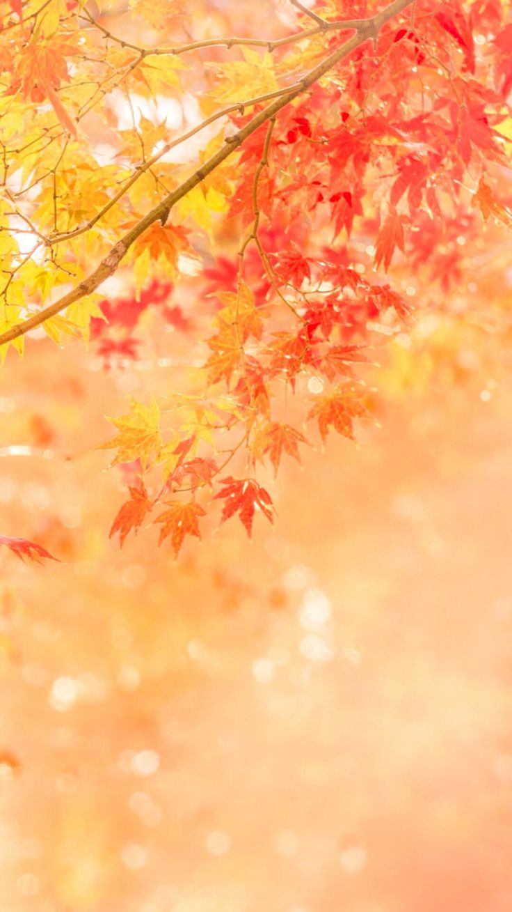 秋の壁紙,オレンジ,赤,木,黄,葉