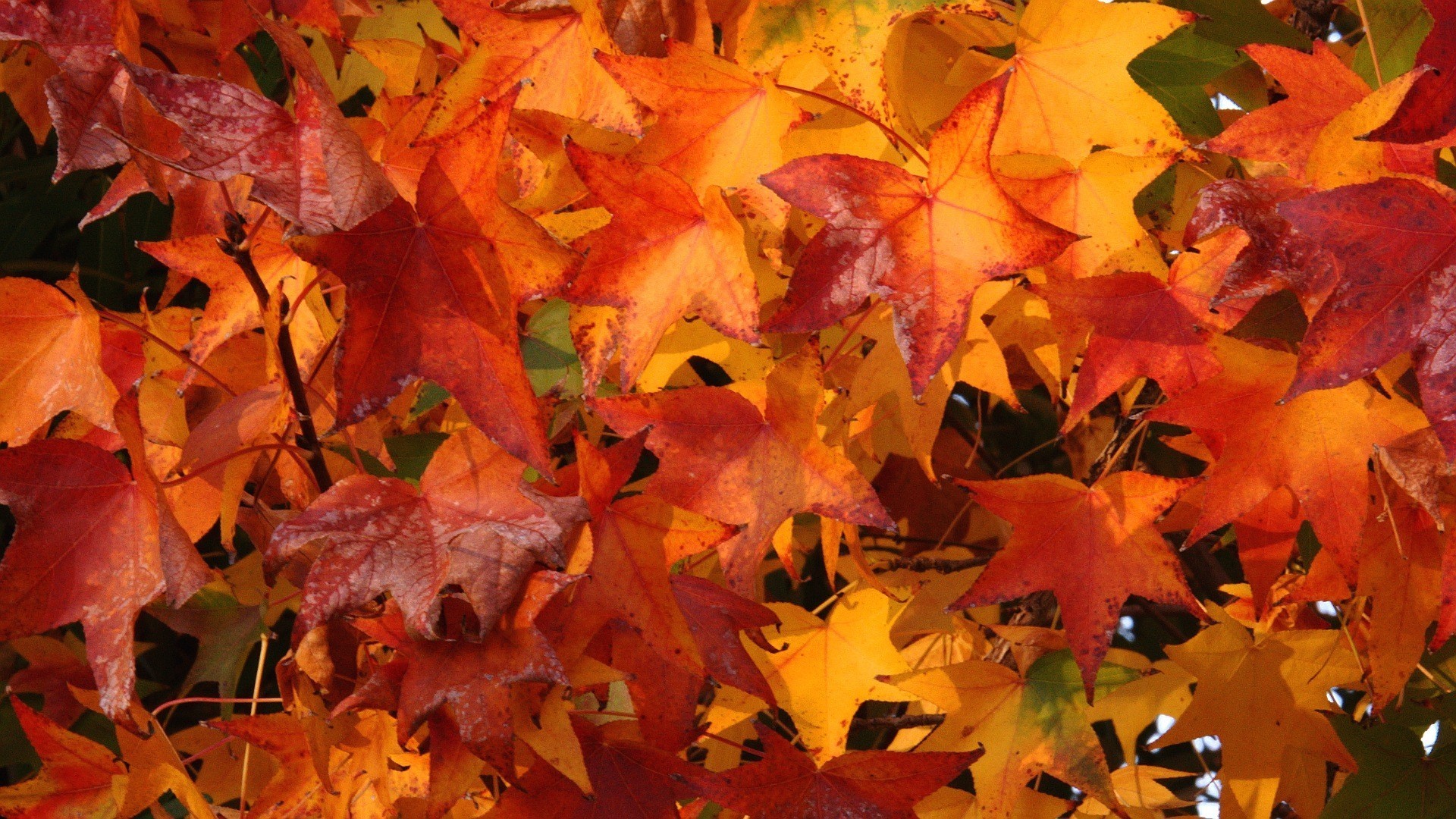 carta da parati caduta,foglia,albero,foglia di acero,arancia,autunno