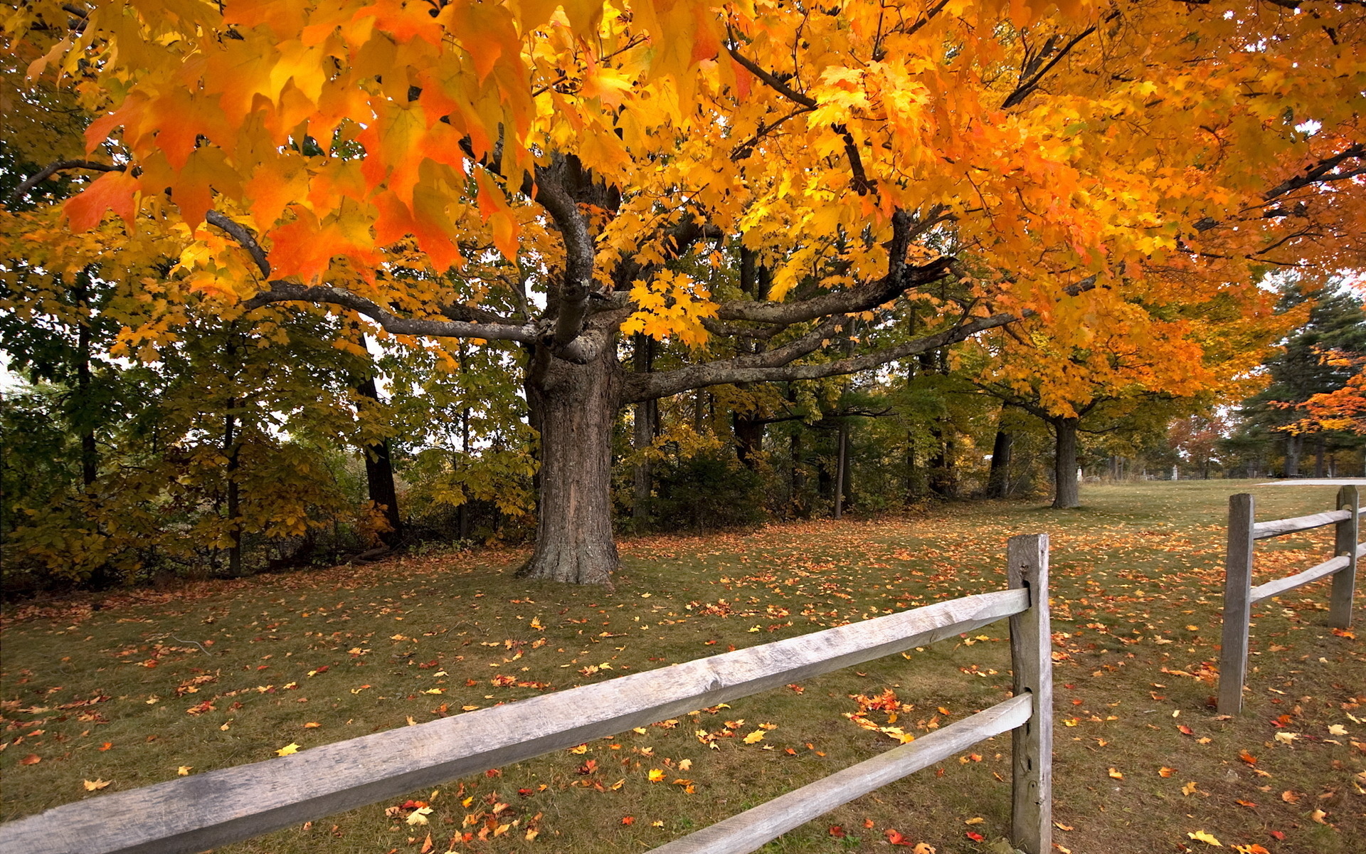 carta da parati caduta,albero,foglia,natura,autunno,paesaggio naturale