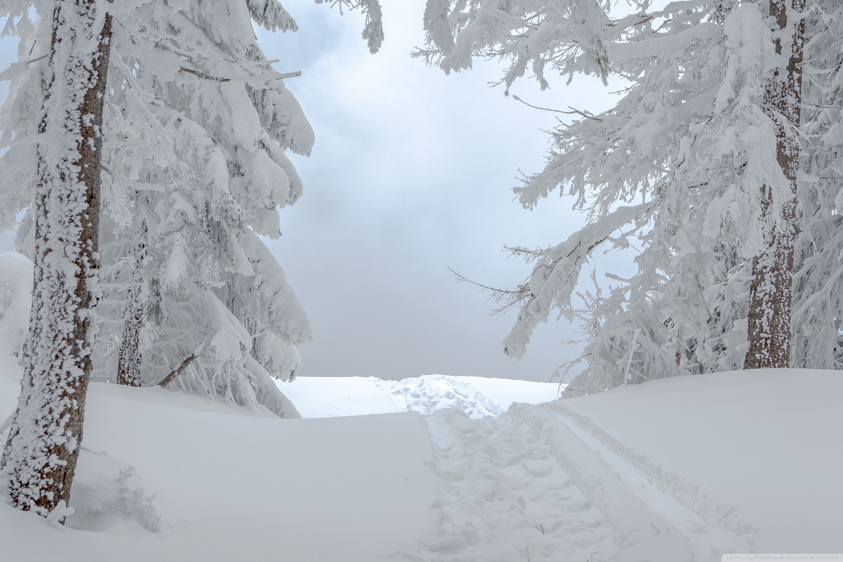 snow wallpaper,snow,winter,atmospheric phenomenon,tree,freezing