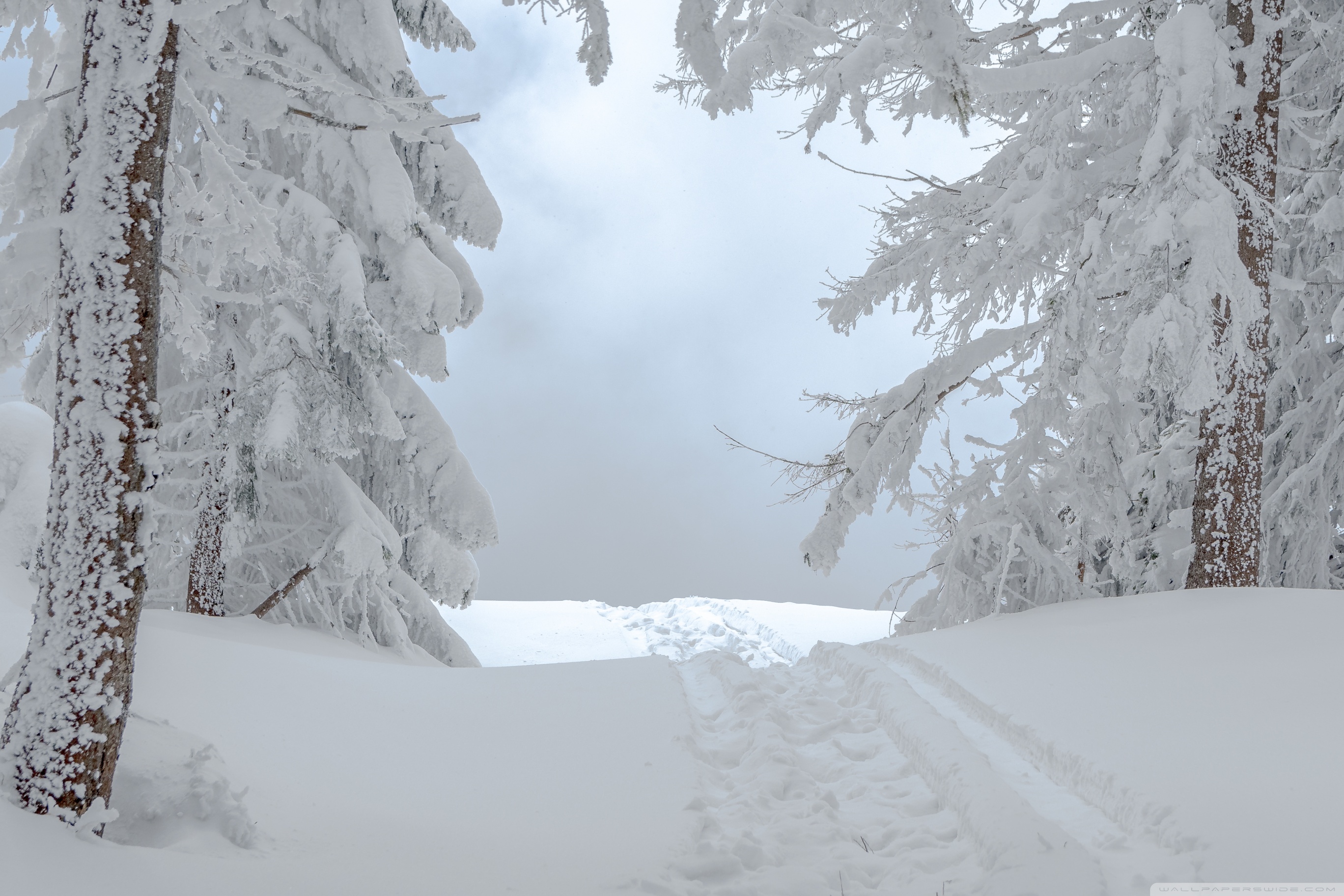 schneetapete,schnee,winter,baum,einfrieren,frost