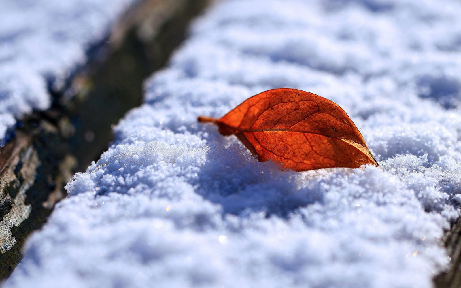 雪の壁紙,葉,自然,空,冬,雪