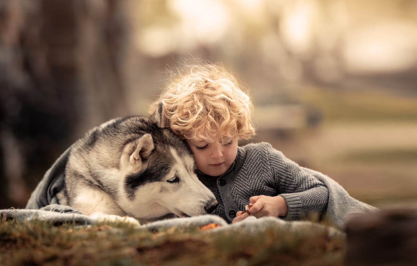 fondo de pantalla de amigos,perro lobo,perro inuit del norte,perro,husky siberiano,perro lobo checoslovaco