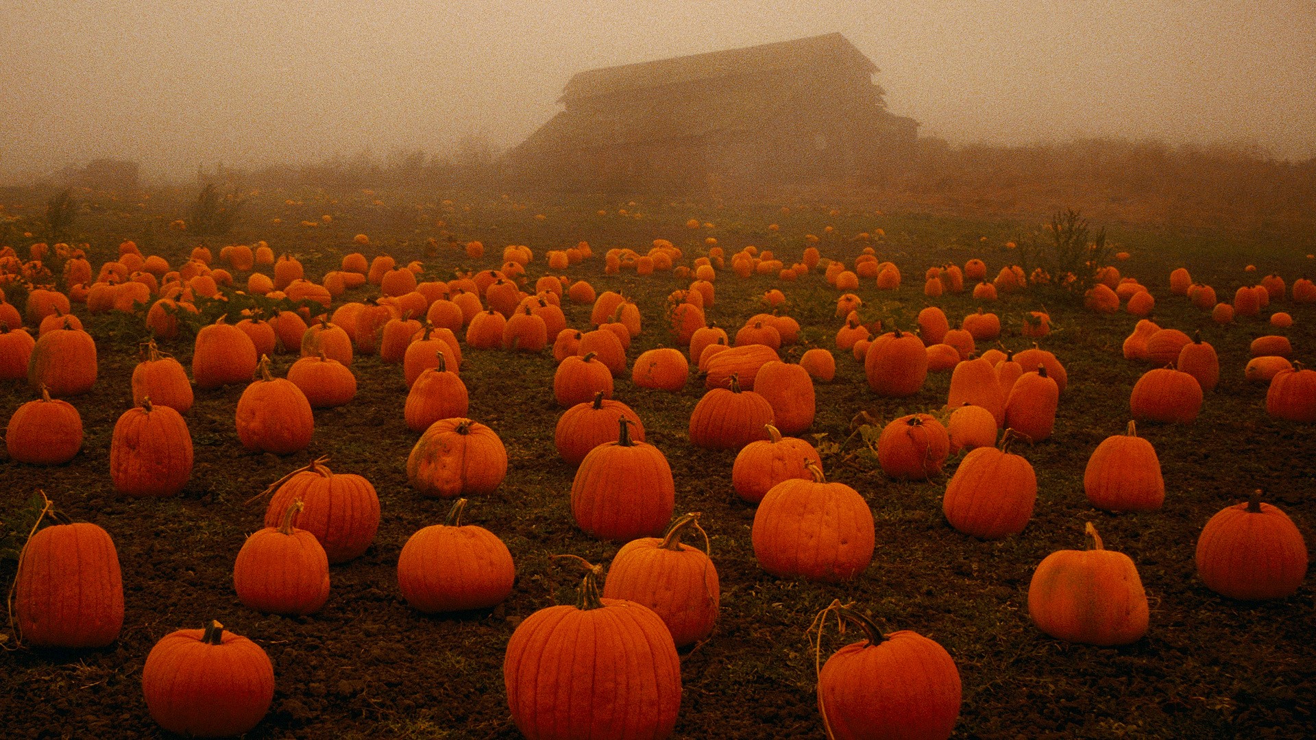 halloween wallpaper,pumpkin,orange,winter squash,calabaza,atmospheric phenomenon