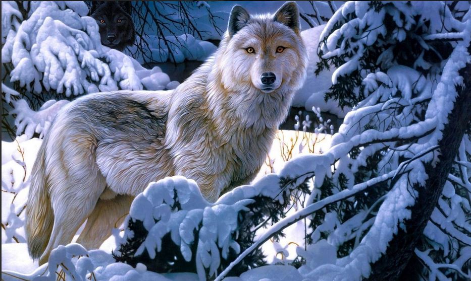 늑대 벽지,큰 개자리 루푸스 툰드라 룸,늑대,야생 동물,겨울,개