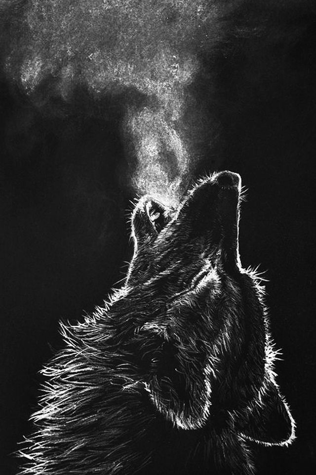 fondo de pantalla de lobo,negro,oscuridad,en blanco y negro,fotografía,lobo