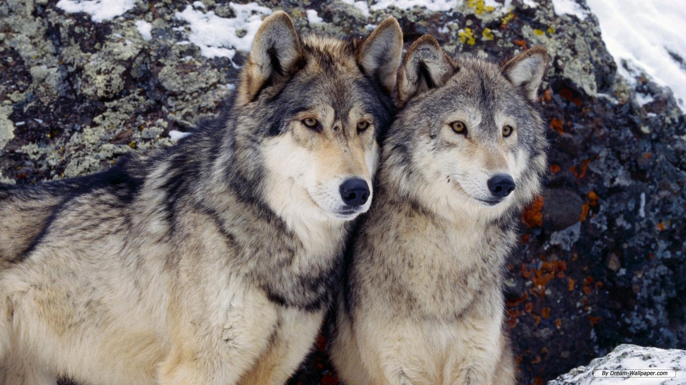 늑대 벽지,늑대,큰 개자리 루푸스 툰드라 룸,늑대 개,체코 슬로바키아 wolfdog,야생 동물