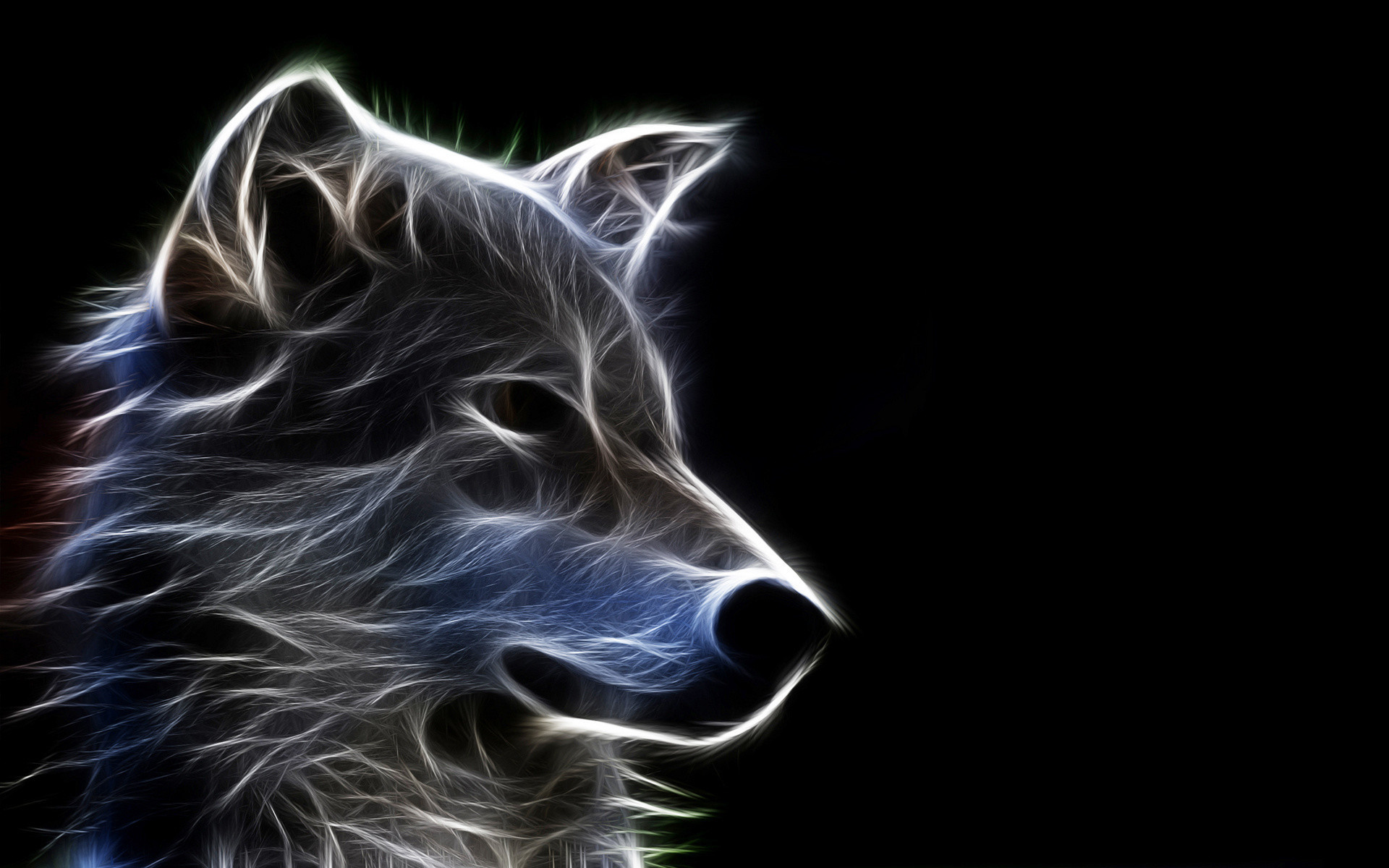 オオカミの壁紙,鼻,野生動物,ひげ,狼