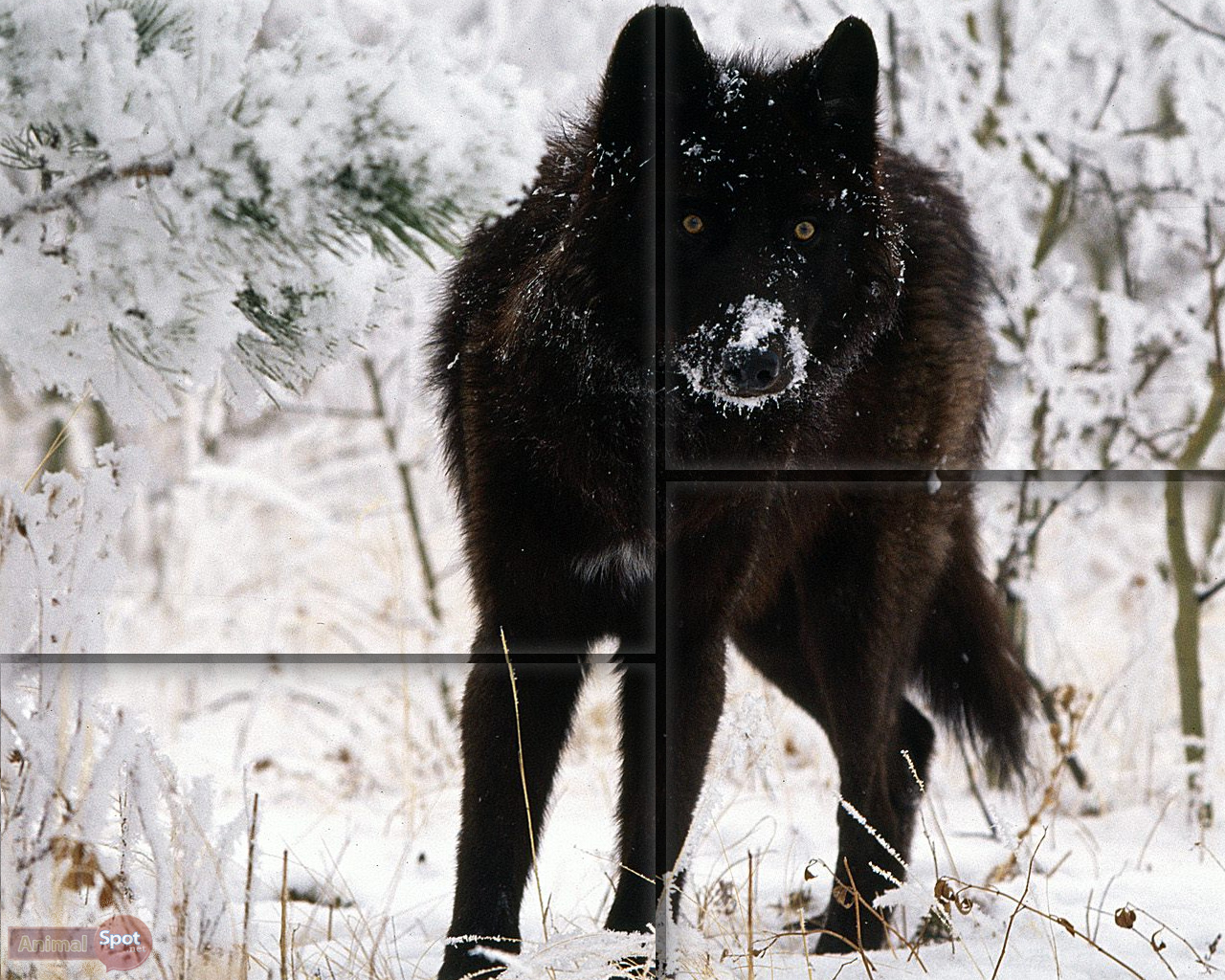 wolf tapete,hund,schipperke,sakhalin husky,wolf,schwedischer lapphund