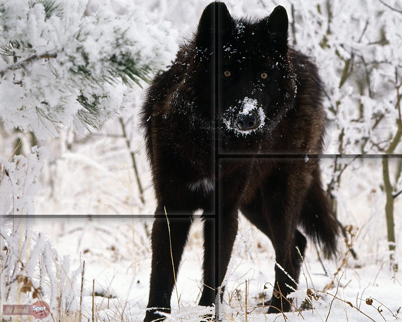 carta da parati lupo,cane,schipperke,sakhalin husky,lupo,lapphund svedese