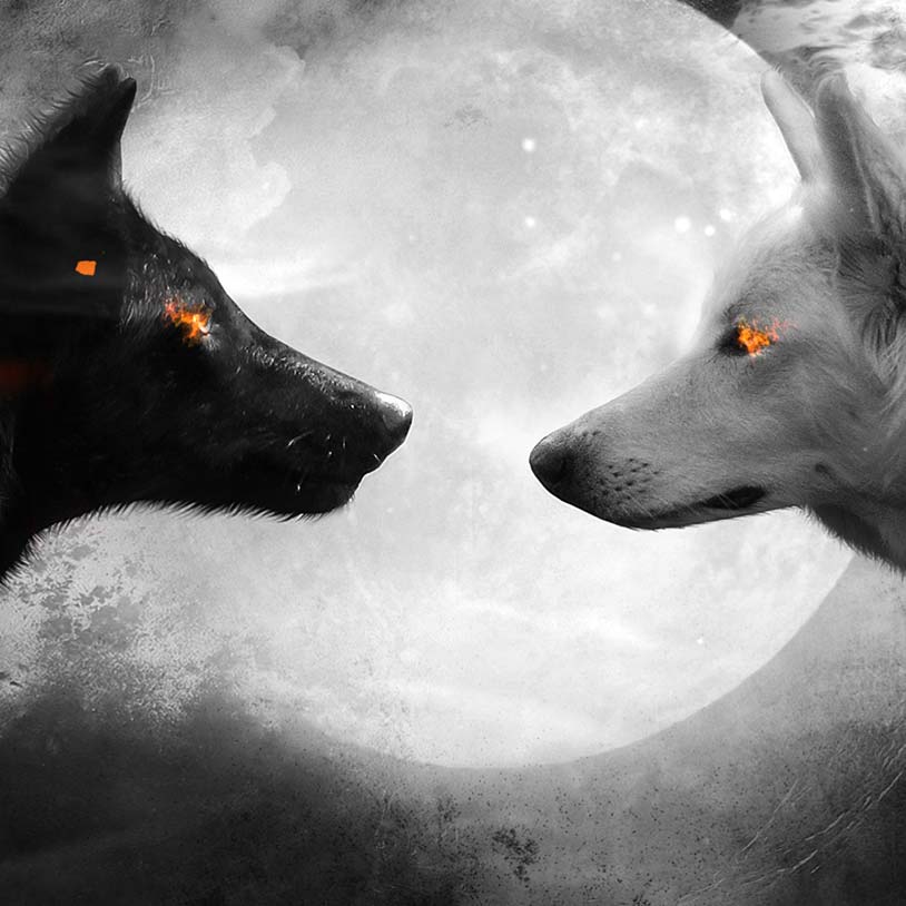 fondo de pantalla de lobo,perro,en blanco y negro,hocico,ilustración