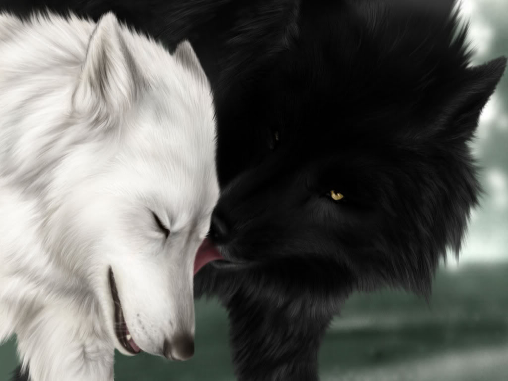늑대 벽지,개,주둥이,검정색과 흰색,모피,구레나룻