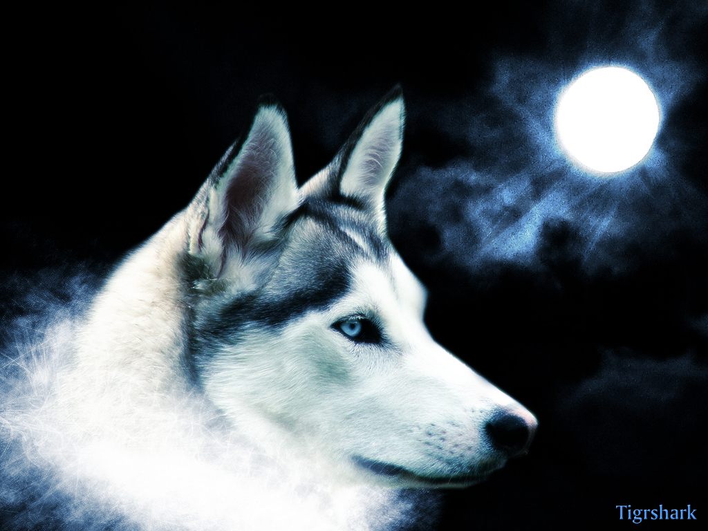 fondo de pantalla de lobo,husky siberiano,perro,husky sakhalin,perro esquimal canadiense