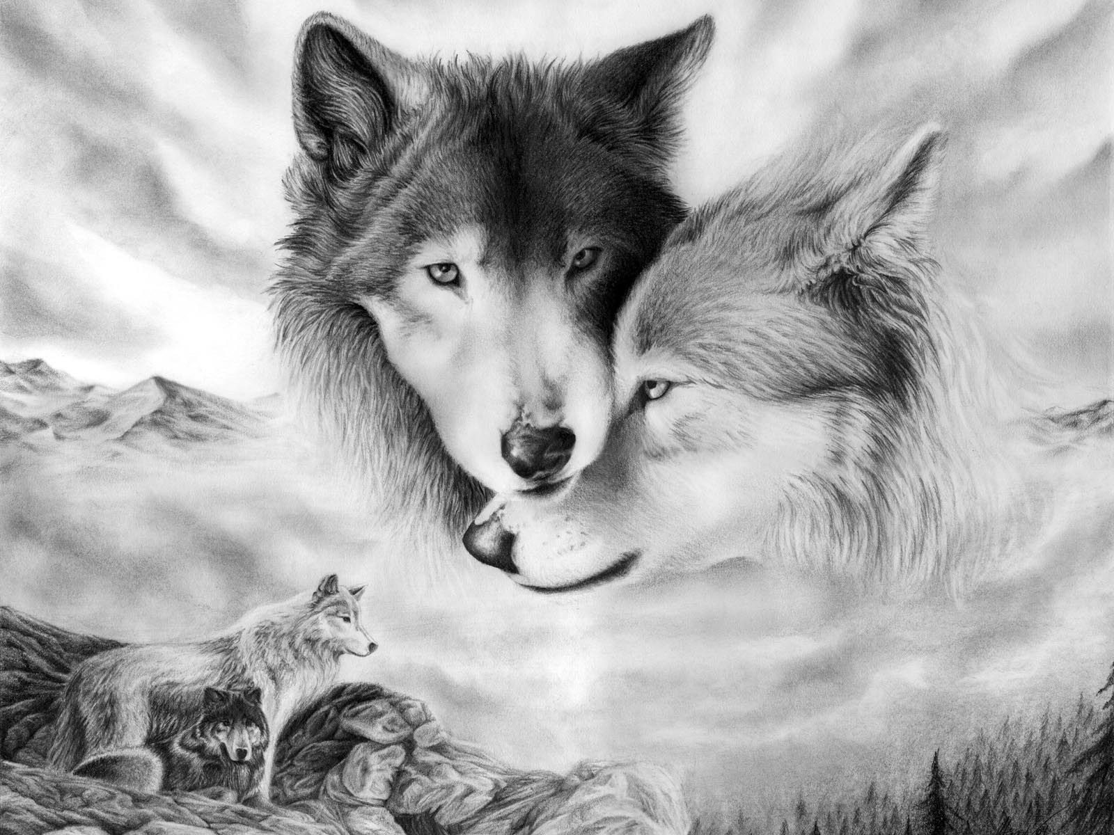 papier peint loup,faune,loup,chien,noir et blanc,dessin