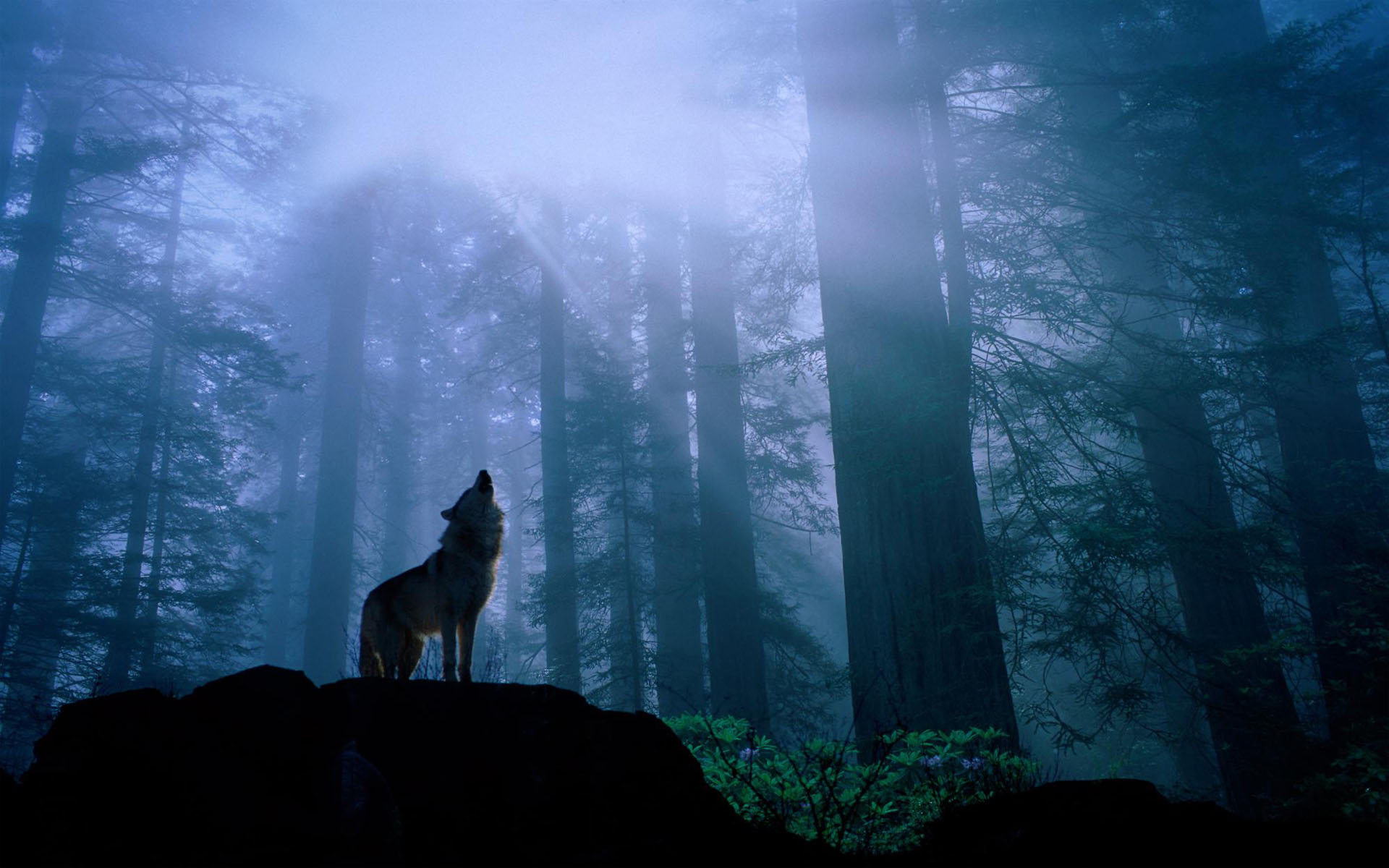 オオカミの壁紙,自然,雰囲気,森林,空,光