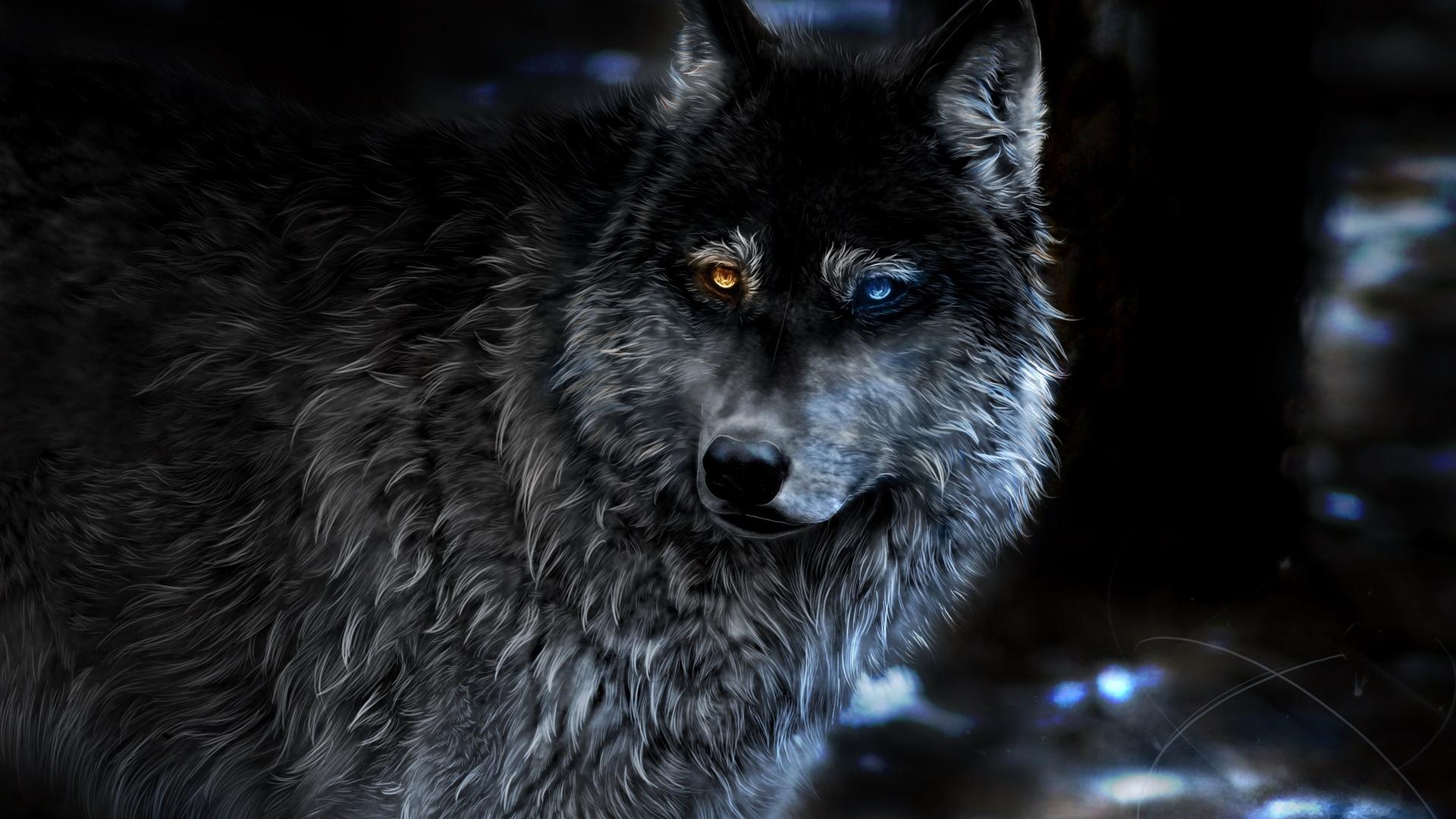 fondo de pantalla de lobo,lobo,fauna silvestre,perro,hocico,de cerca