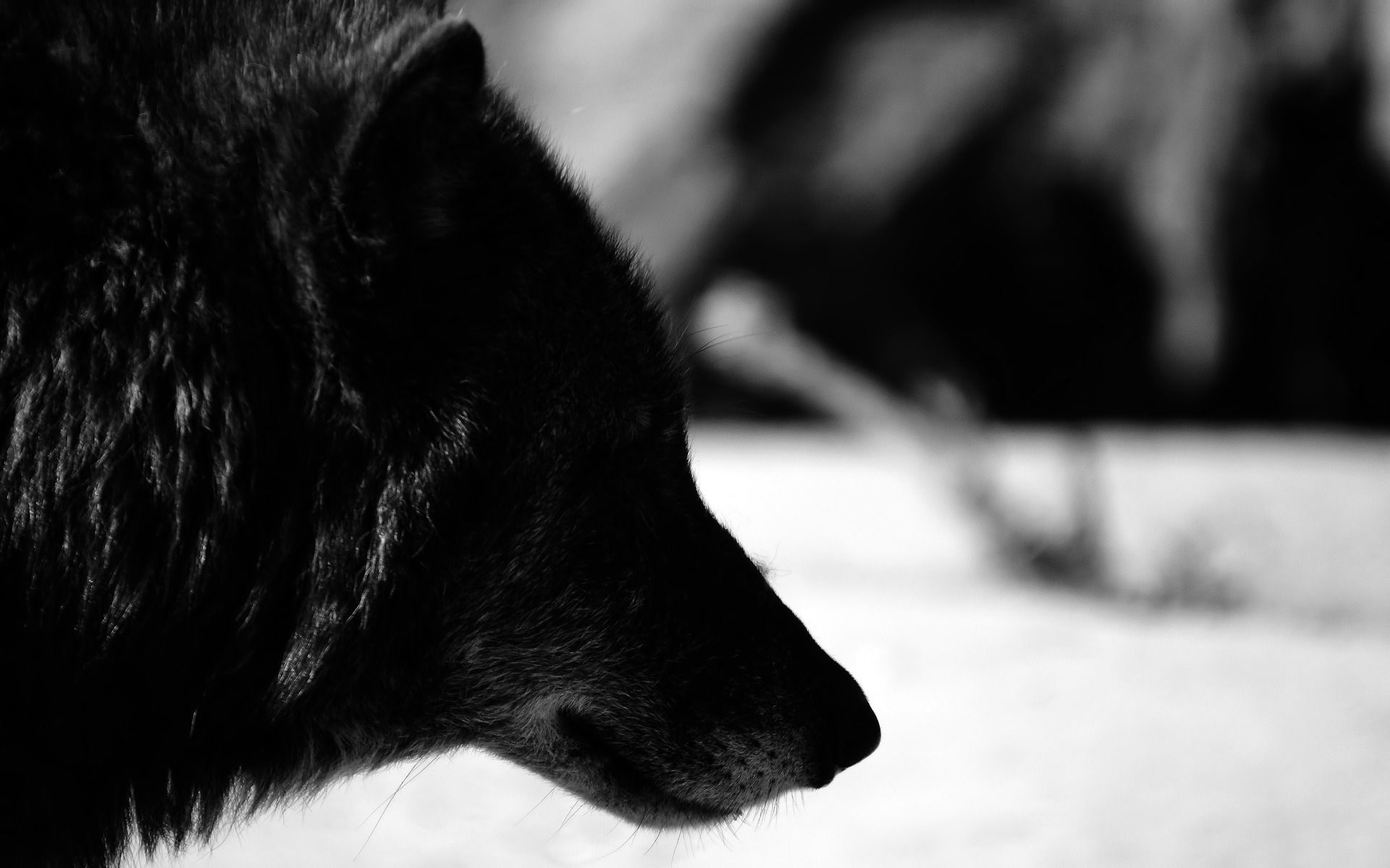 carta da parati lupo,nero,bianco e nero,grugno,cane,monocromatico