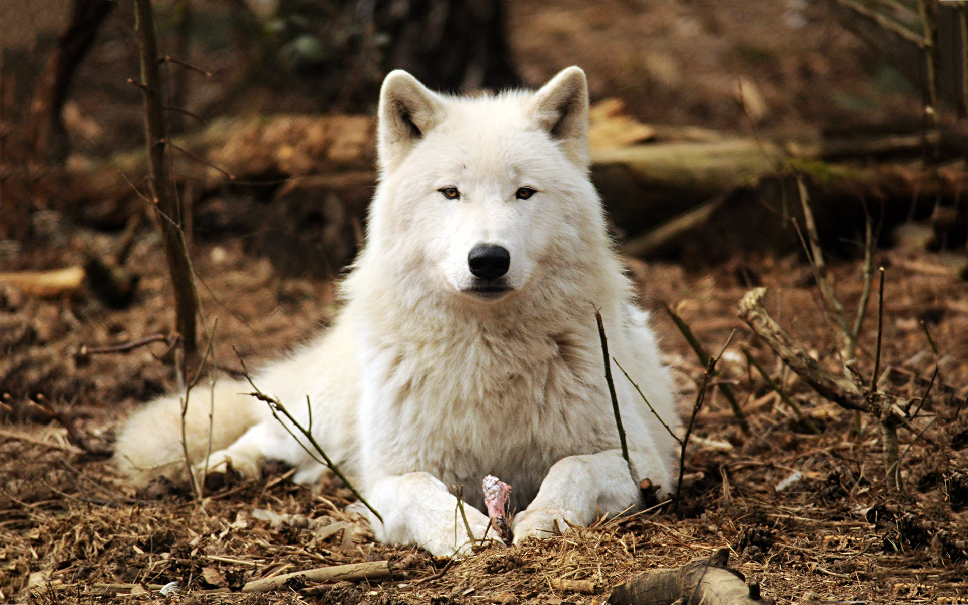 늑대 벽지,개,큰 개자리 루푸스 툰드라 룸,늑대 개
