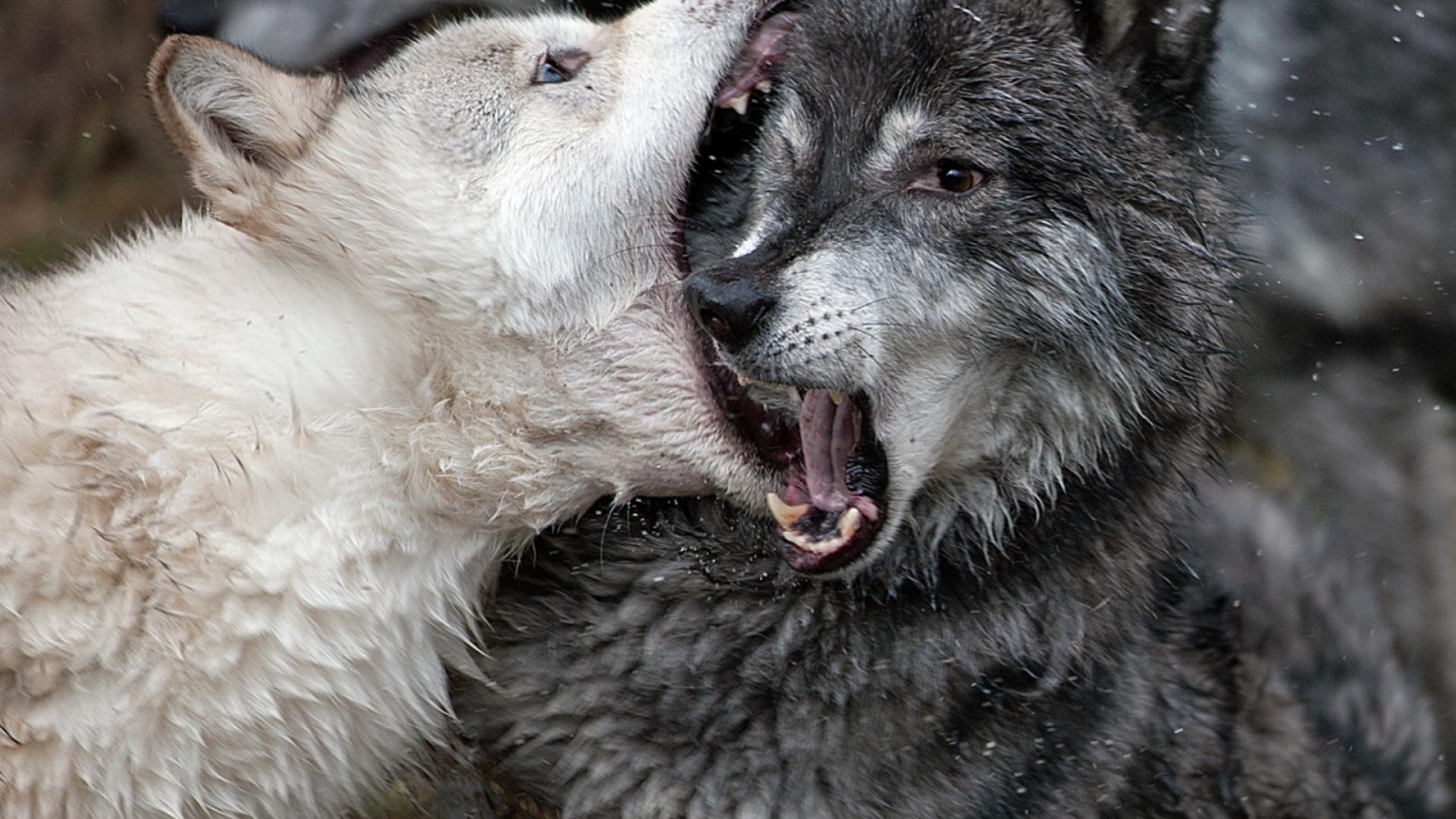 fondo de pantalla de lobo,lobo,perro,perro lobo,perro lobo checoslovaco
