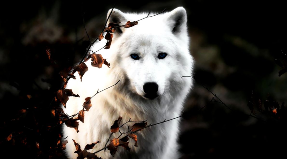 fondo de pantalla de lobo,perro,pastor blanco,hocico,canis lupus tundrarum