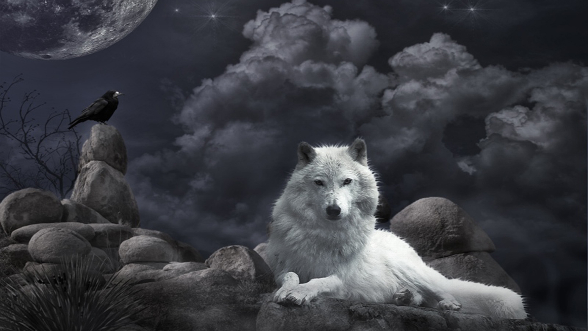 papier peint loup,canis lupus tundrarum,loup,noir et blanc,faune,ciel