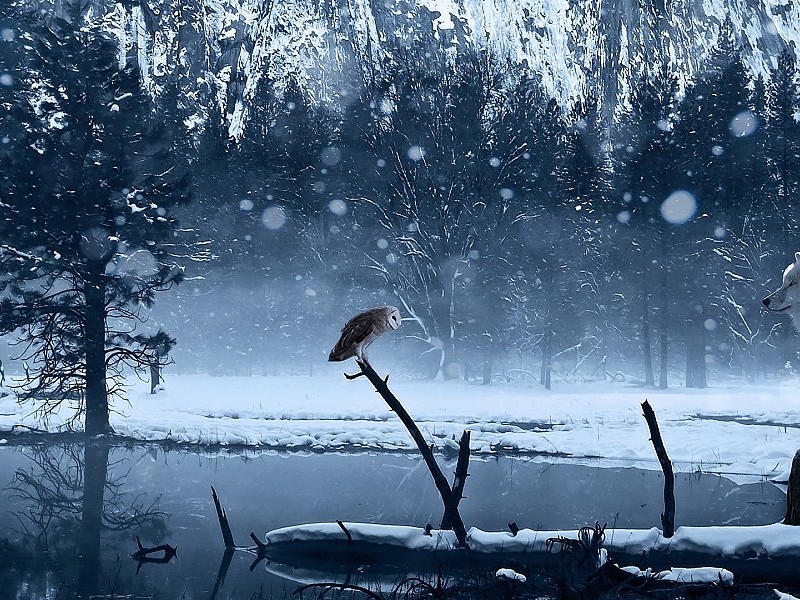 fondo de pantalla de lobo,agua,naturaleza,invierno,congelación,nieve