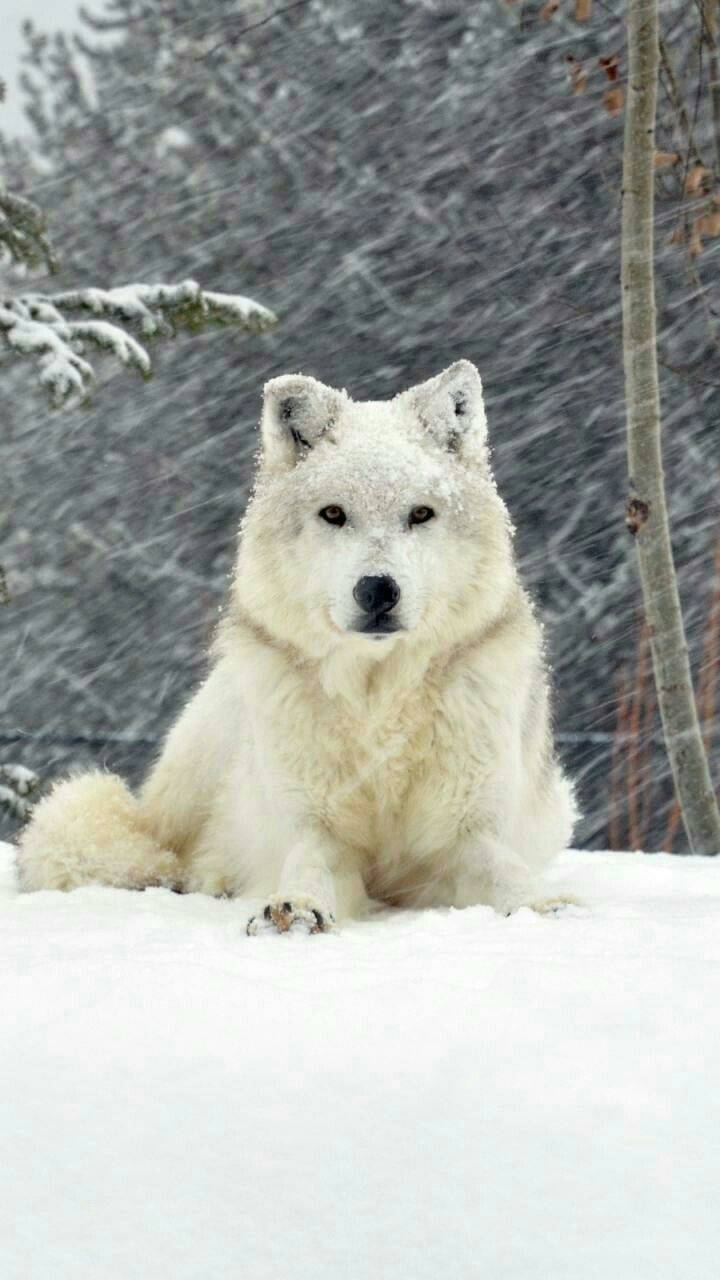 carta da parati lupo,cane,cane della groenlandia,canis lupus tundrarum,pastore bianco,cane eschimese canadese