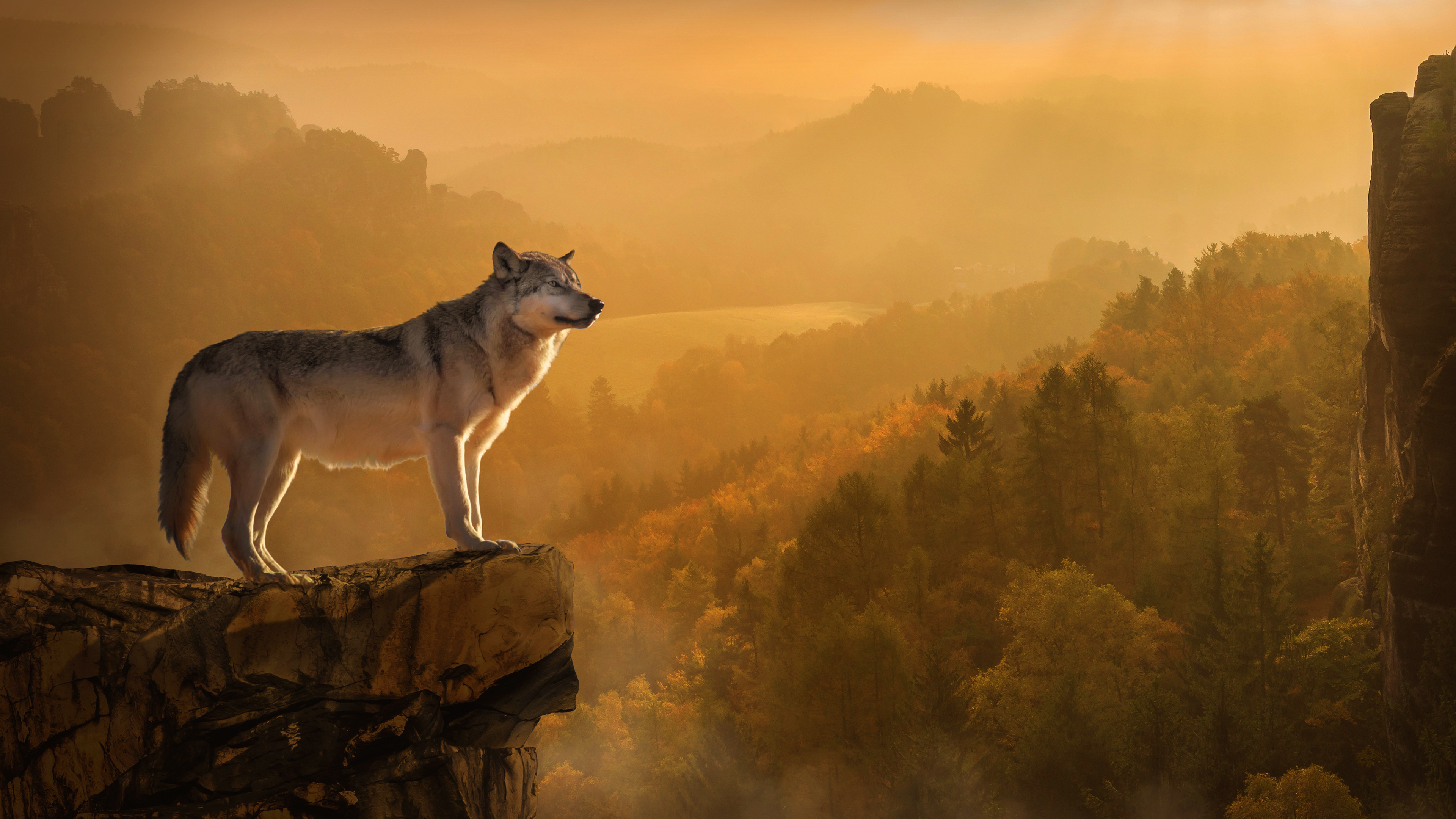 wolf wallpaper,wildlife,nature,wolf,canidae,atmospheric phenomenon