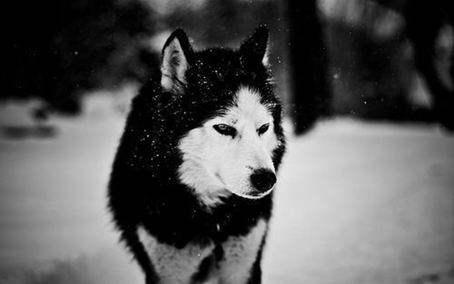 늑대 벽지,개,시베리안 허스키,하얀,사할린 허스키,검정