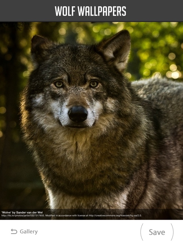 オオカミの壁紙,野生動物,狼,犬,陸生動物