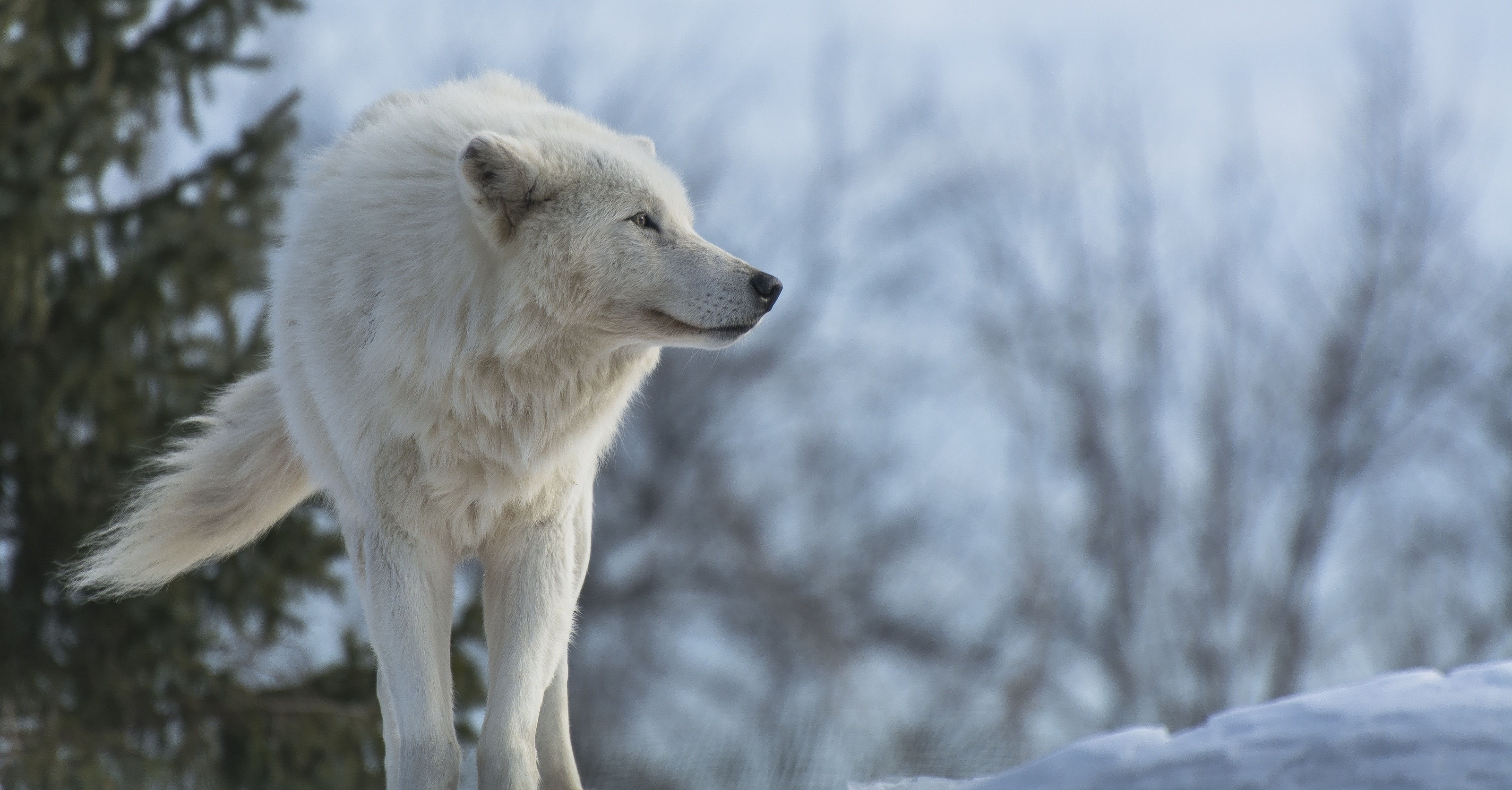 늑대 벽지,큰 개자리 루푸스 툰드라 룸,야생 동물,늑대,개,북극