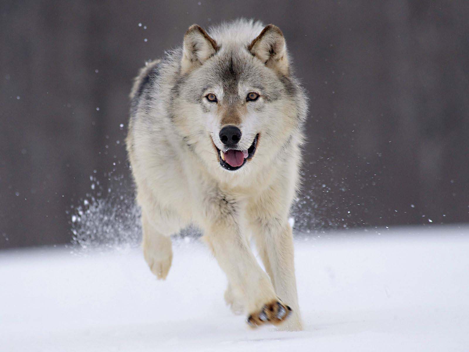 wolf tapete,hund,canis lupus tundrarum,wolf,grönlandhund,wolfshund