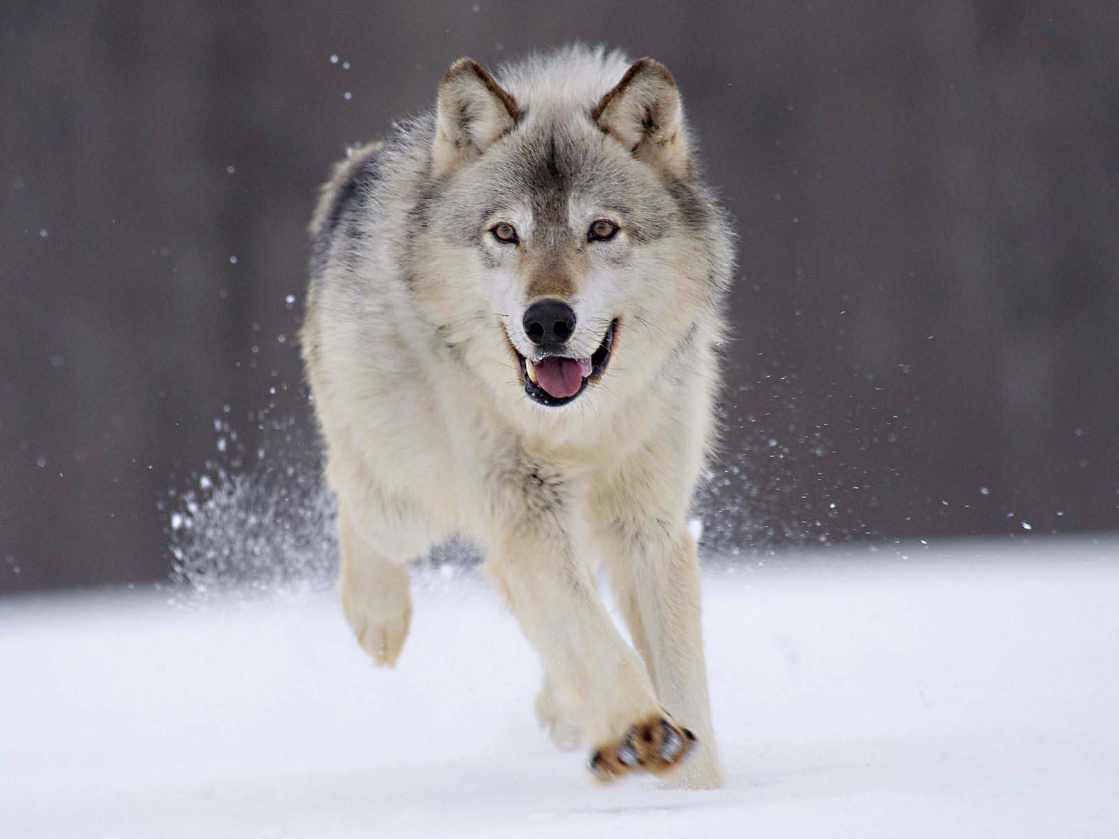 fondo de pantalla de lobo,perro,canis lupus tundrarum,lobo,perro de groenlandia,perro lobo