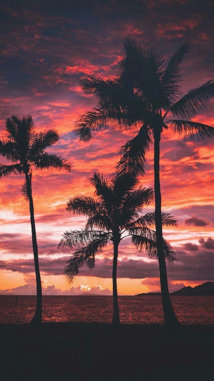 sunset wallpaper,sky,tree,nature,sunset,horizon