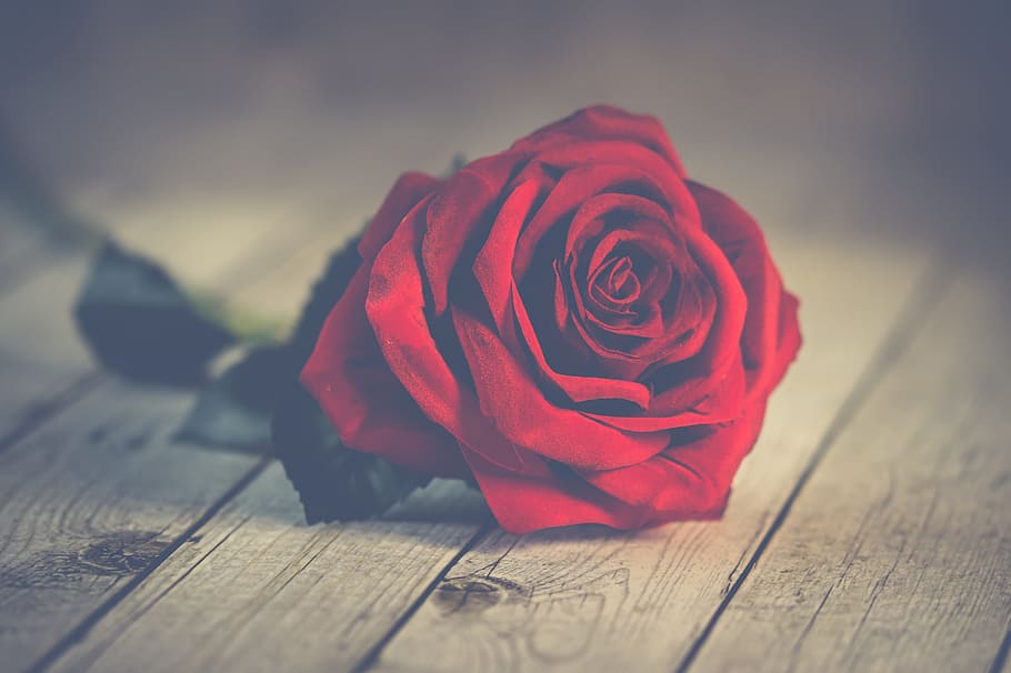 ロマンチックな壁紙,庭のバラ,赤,花,ローズ,花弁