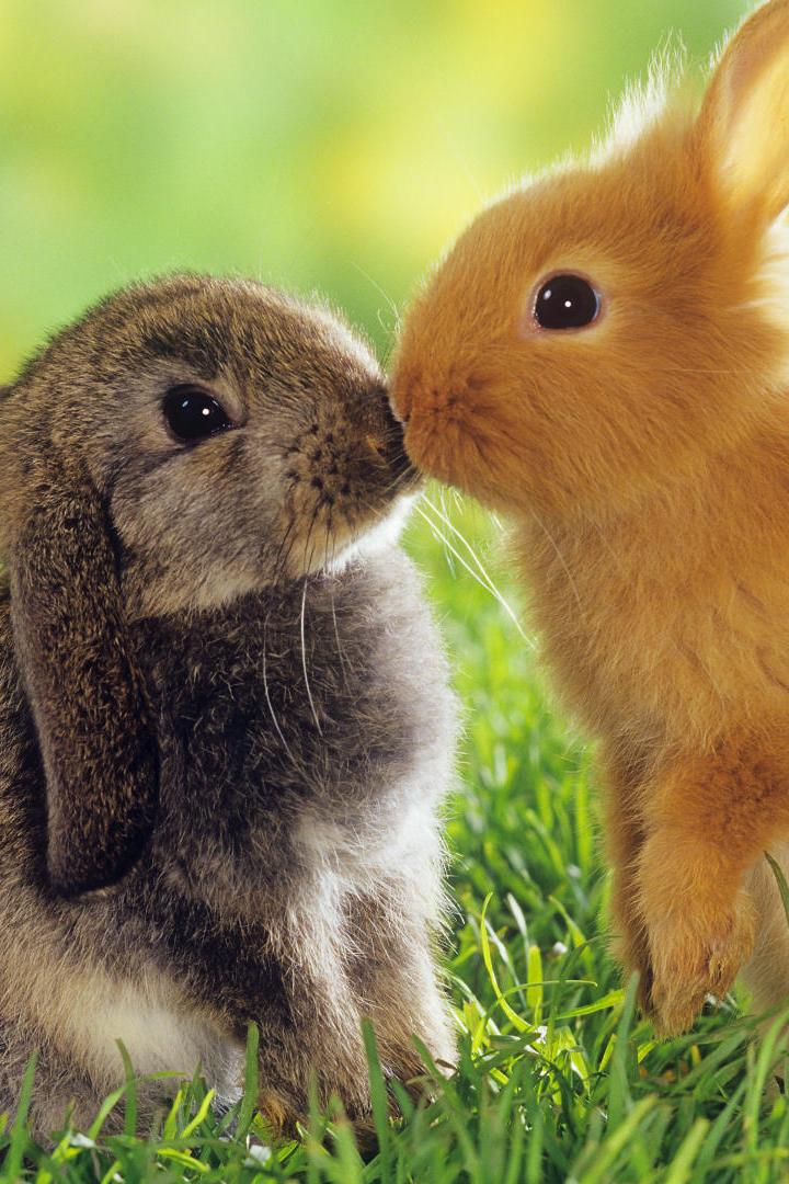 beso fondo de pantalla,conejo doméstico,conejo,conejos y liebres,liebre,césped