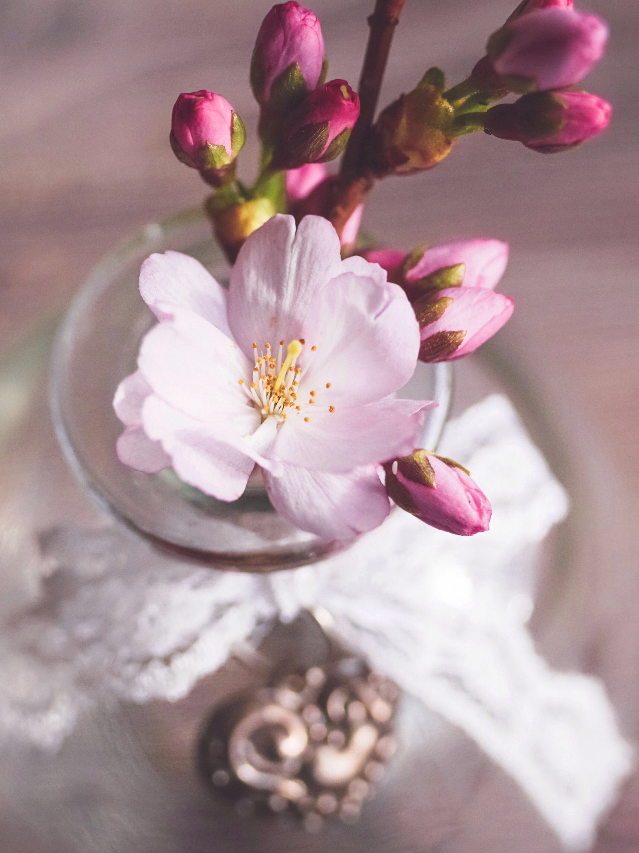 romantic wallpaper,petal,flower,pink,plant,blossom