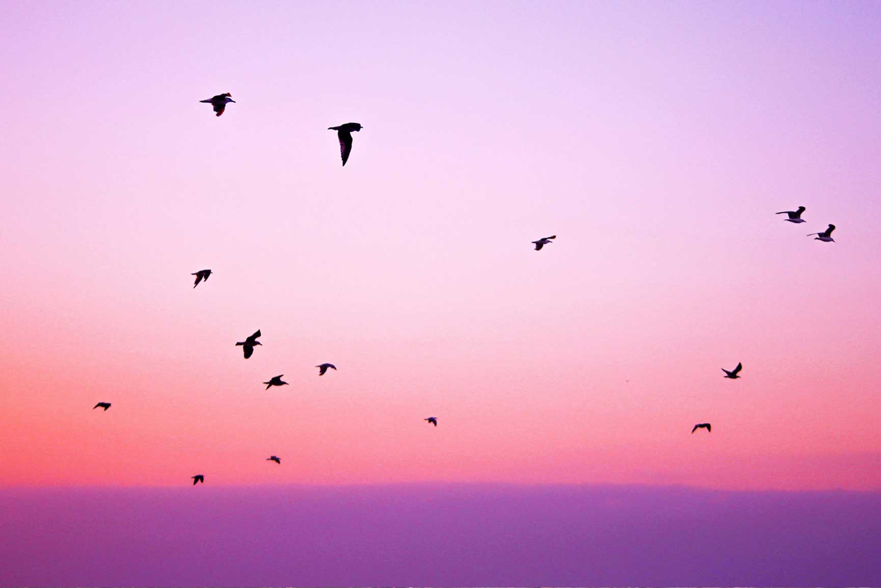 papier peint coucher de soleil,ciel,rose,violet,oiseau,matin